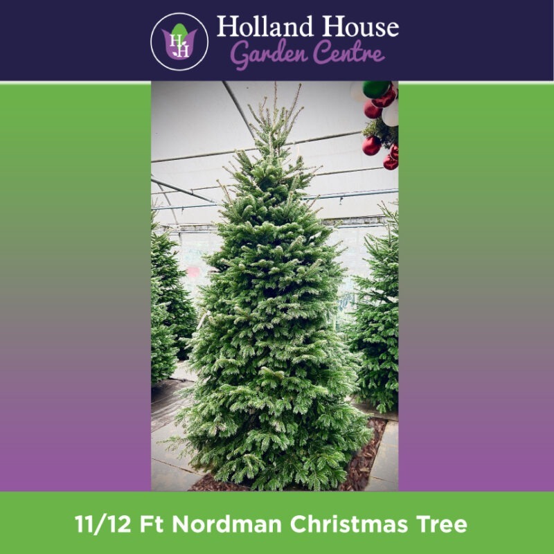 11-12Ft Nordman Christmas Tree