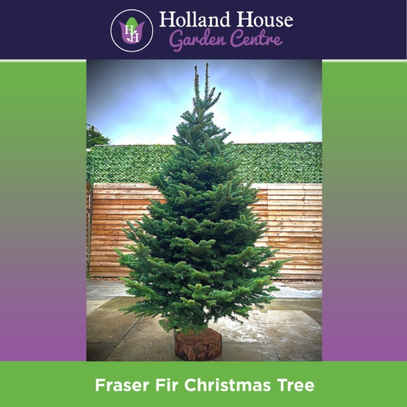 Fraser Fir Christmas Tree