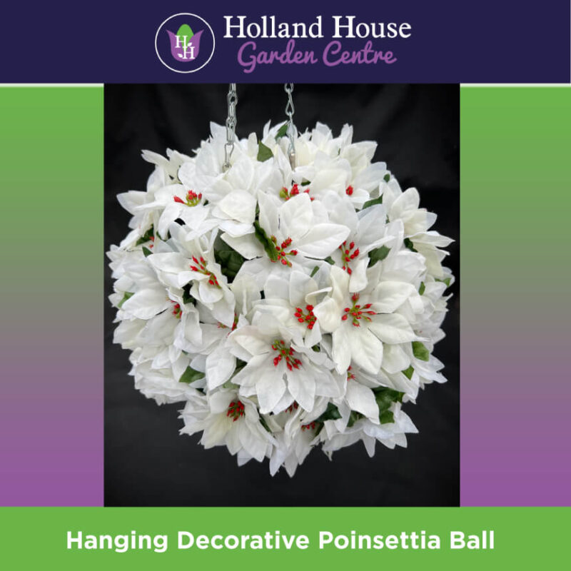 Hanging Decorative Poinsettia Ball - Gold. Handmade at our own Garden Centre.  Ideal for hanging at your front door.