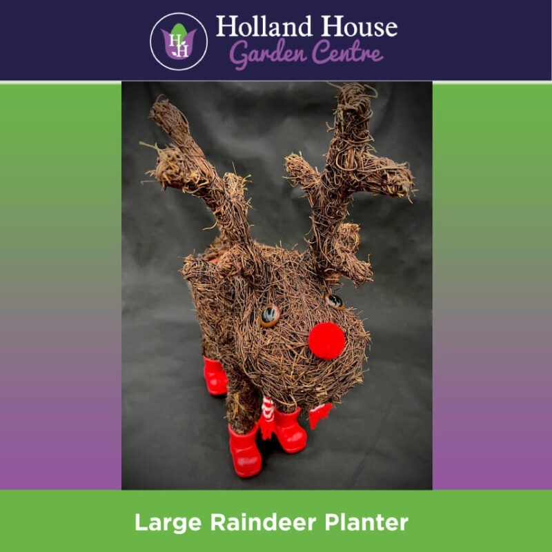 Large Raindeer Planter Christmas Trees Preston