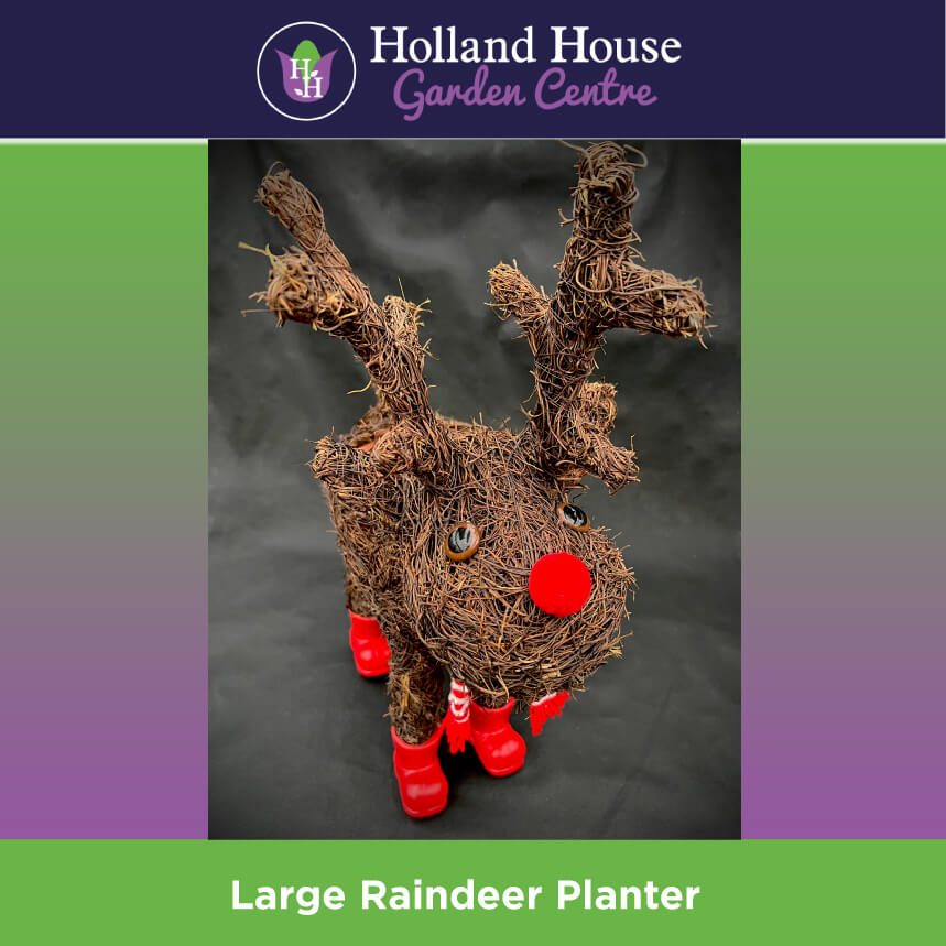 Large Raindeer Planter Christmas Trees Preston