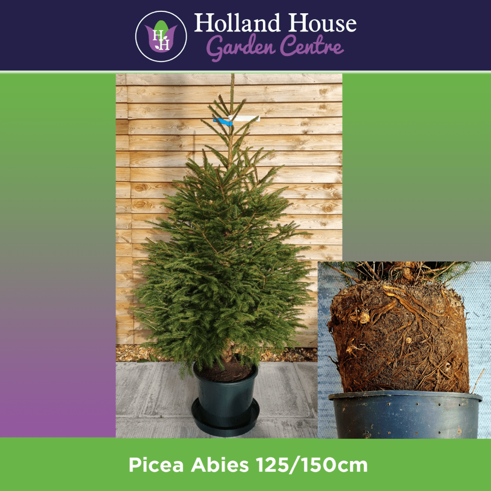 Potted Picea Abies 125150cm Christmas Tree Christmas Trees Preston