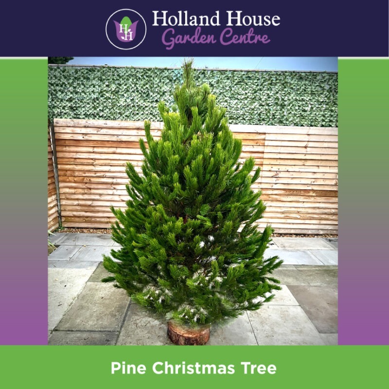 Pine Christmas Tree